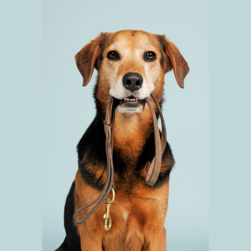 Dog holding a leash in its mouth against a light blue background
