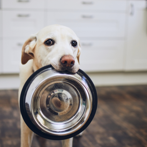 Dog holding a metal bowl in its mouth with a blurred background