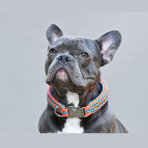 Dog wearing a colorful collar on a plain background