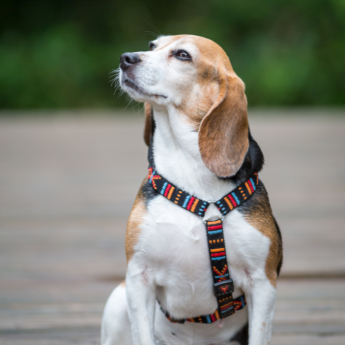 Dog wearing a colorful harness sitting on a wooden surface with a blurred green background