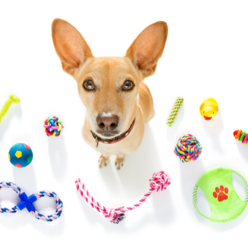 Dog with a variety of colorful dog toys on a white background