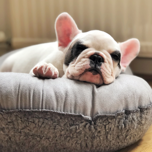 French Bulldog puppy lying on a gray cushion with a blurred background